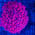 Red Gonipora