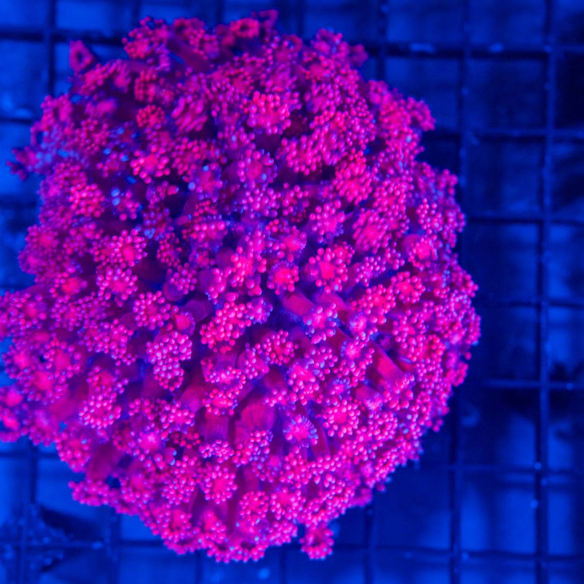 Red Gonipora