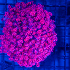 Red Gonipora