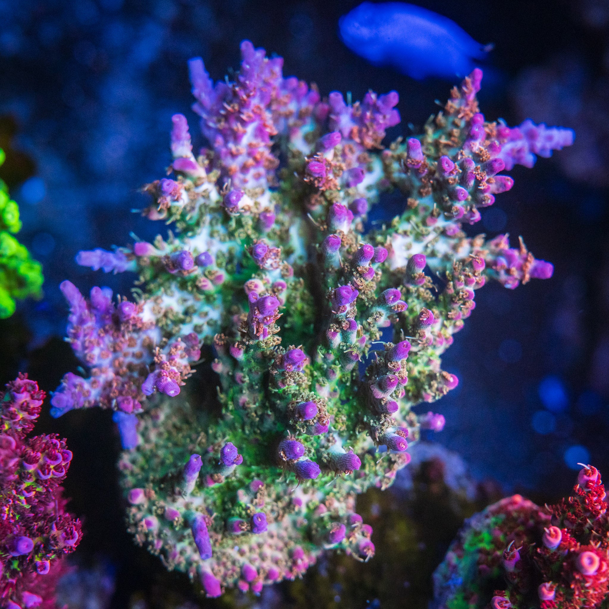 Coming Soon – Treasure Corals