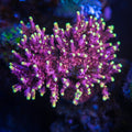 JF Fox Flame
