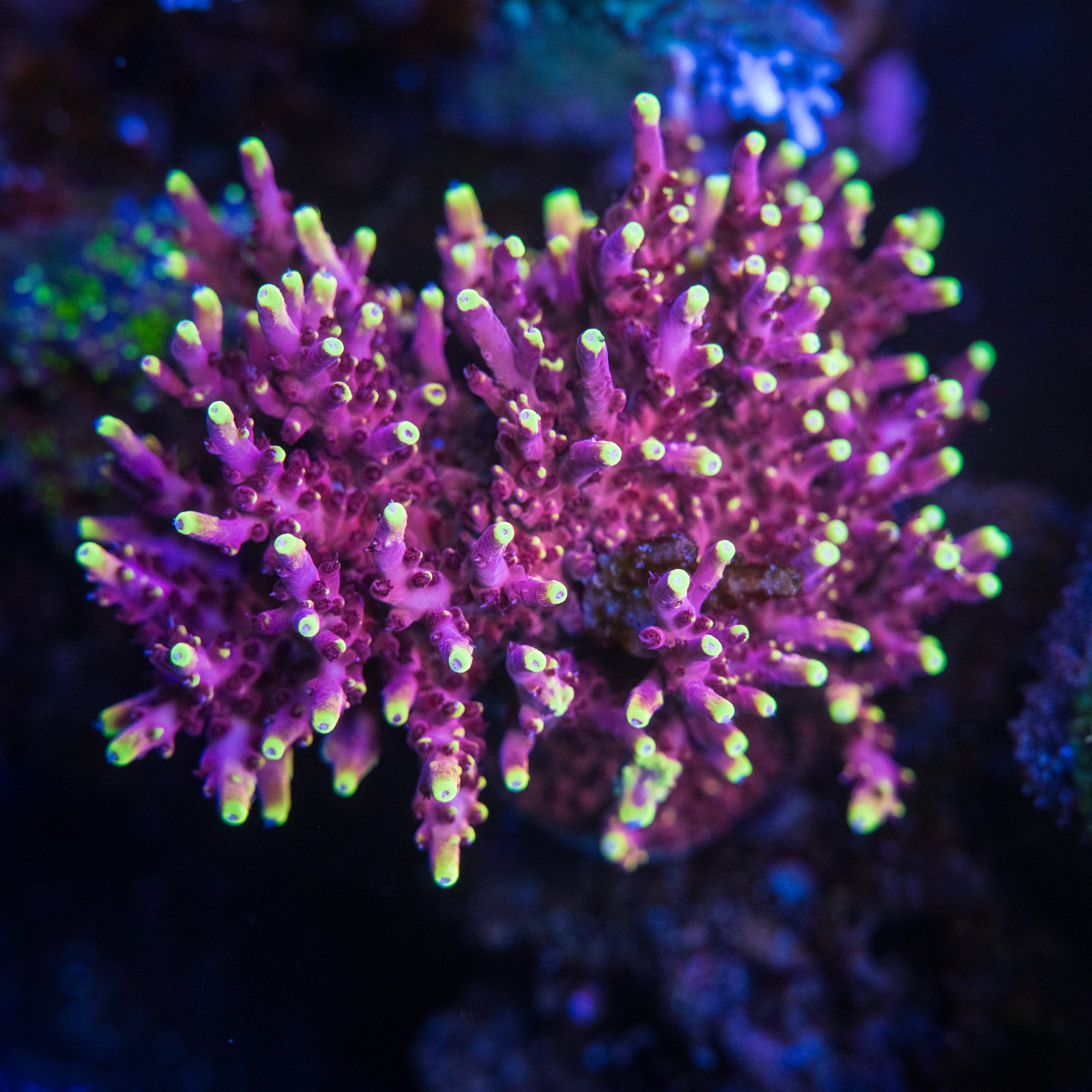 Fox Flame Acro
