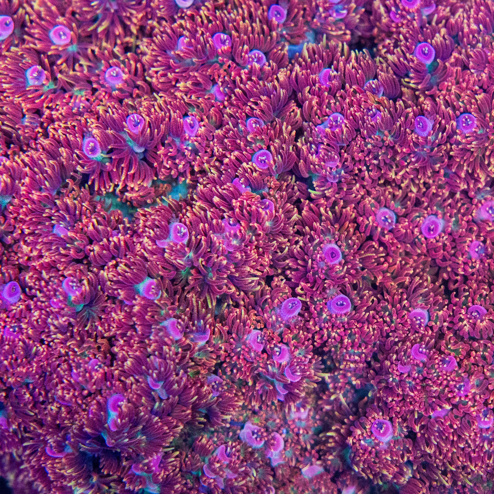 coral！！ TC Shapeshifter – Treasure Corals