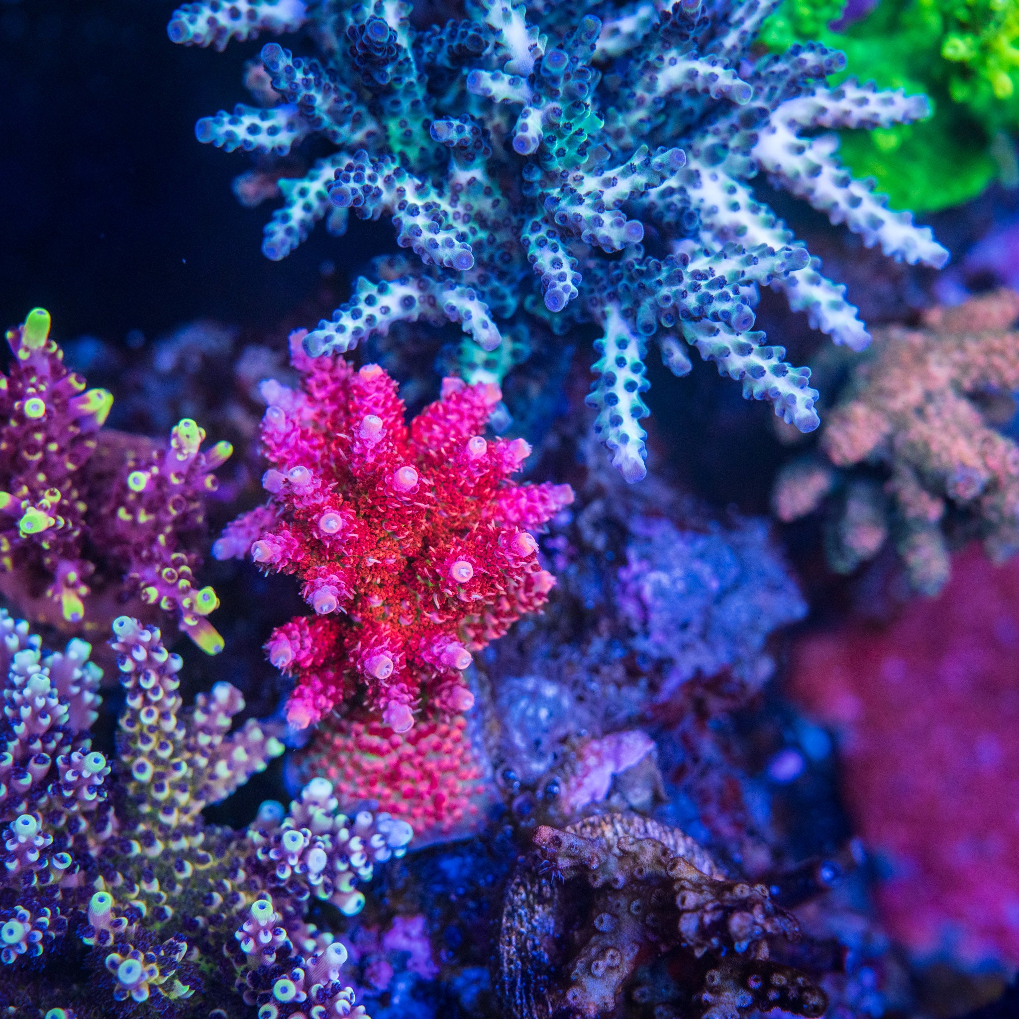 Princess Peach – Treasure Corals
