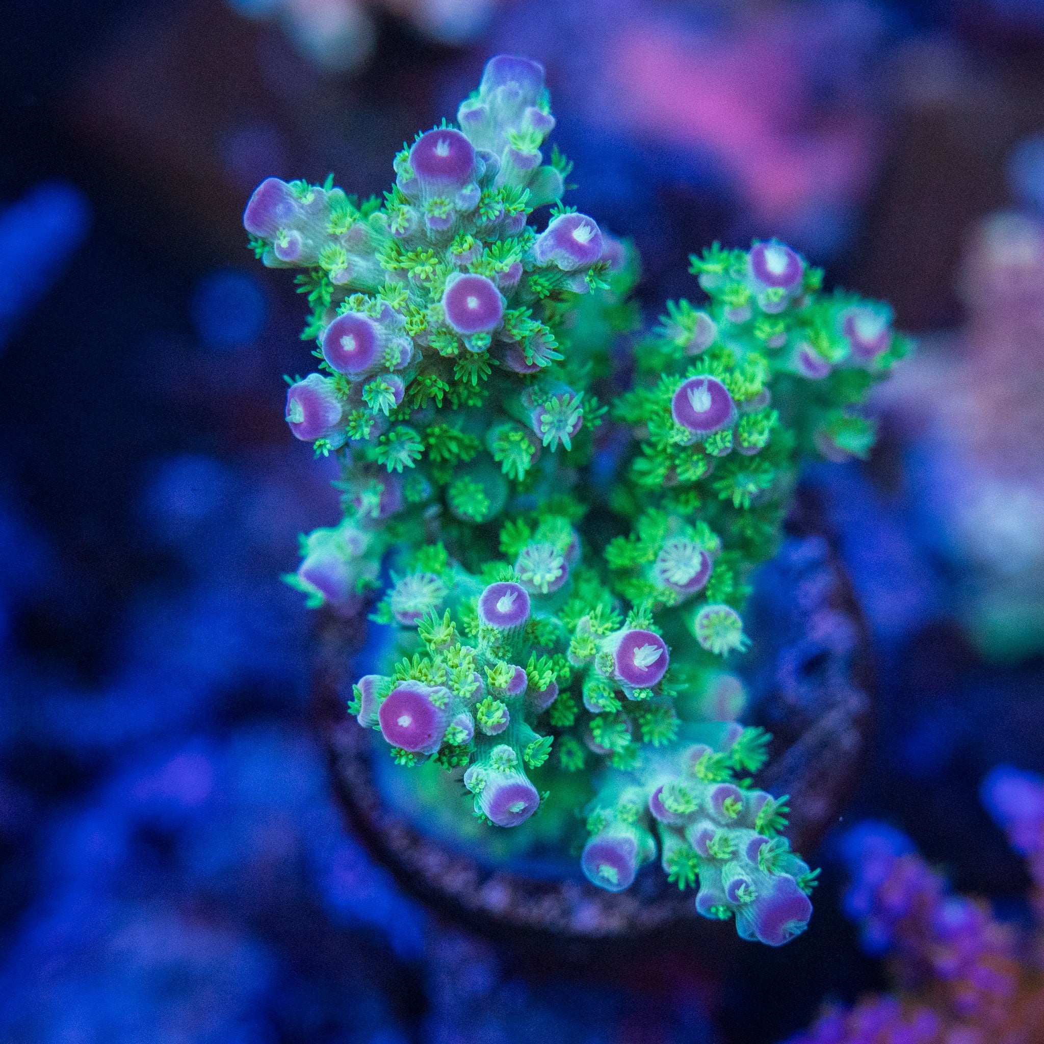 TC Toxic Grape