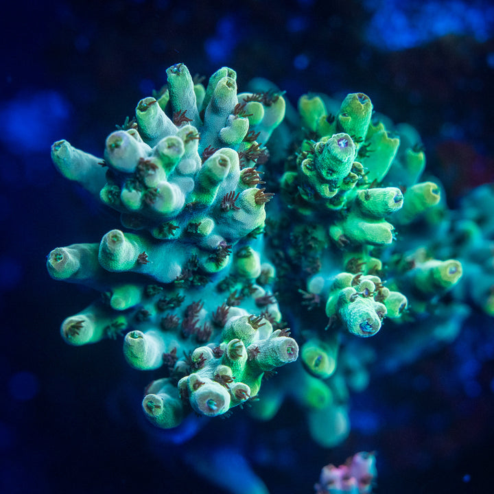 Smooth-skin & deepwater Acropora