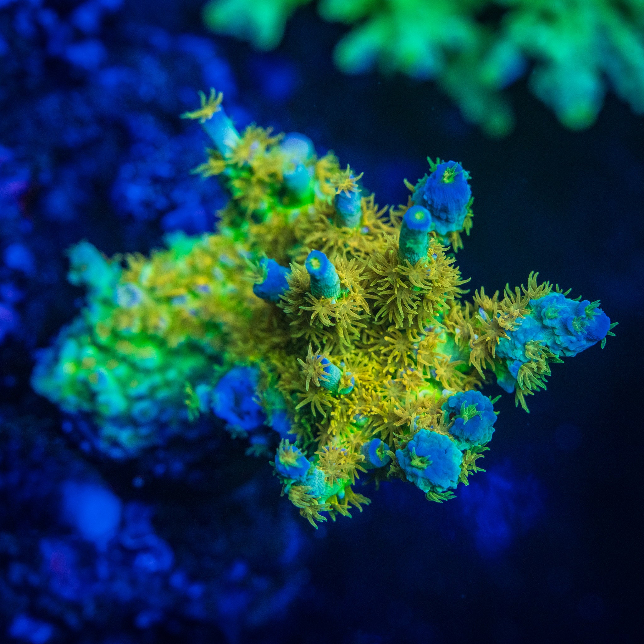 coralcoralページ Buy Aquacultured Corals Online in Canada | Treasure Corals Toronto