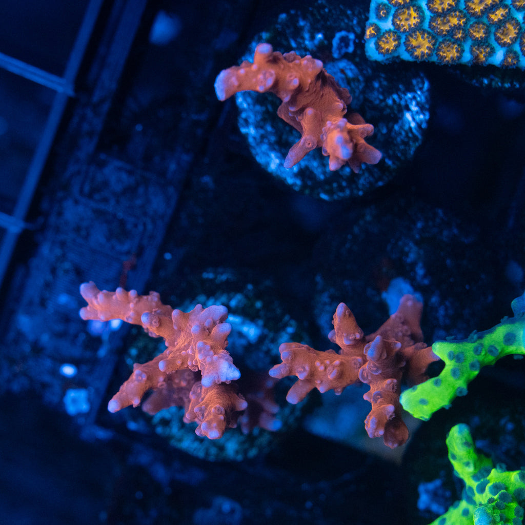 TNT Anacropora