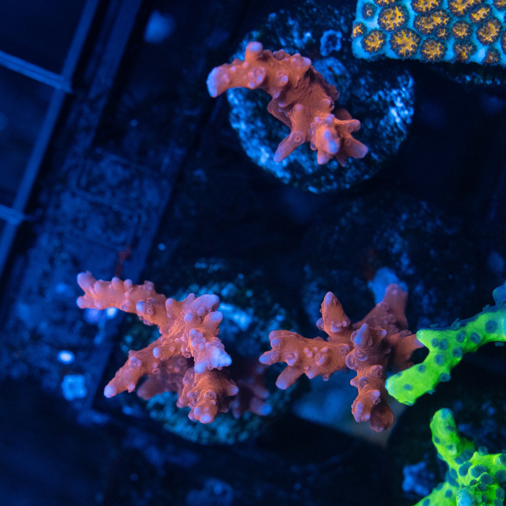 TNT Anacropora