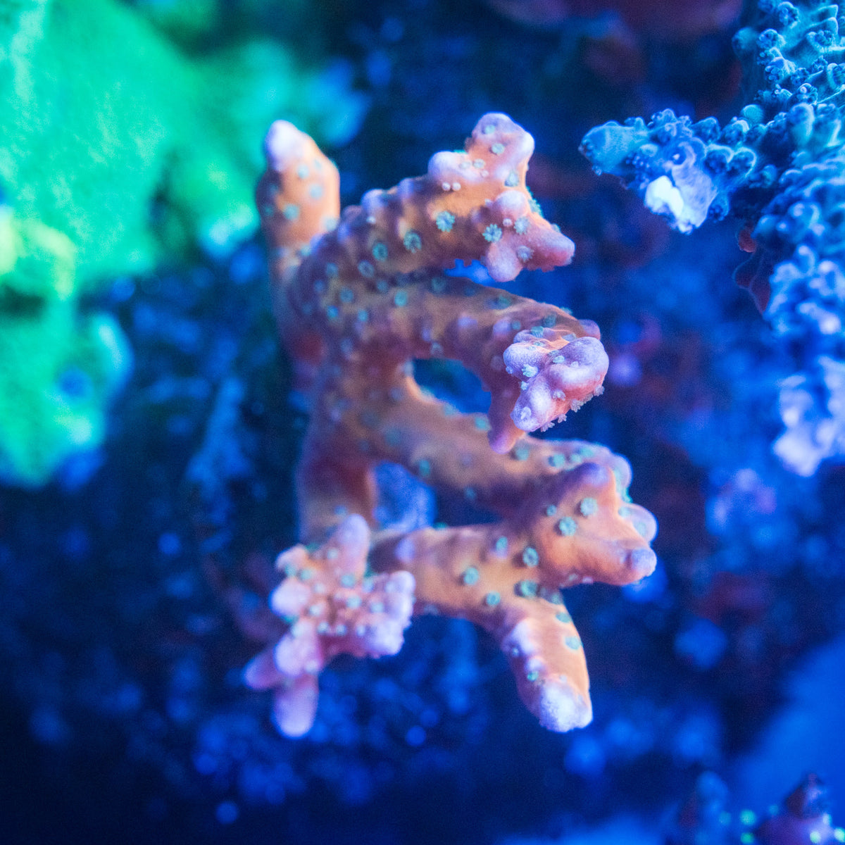 Tropicana Anacropora