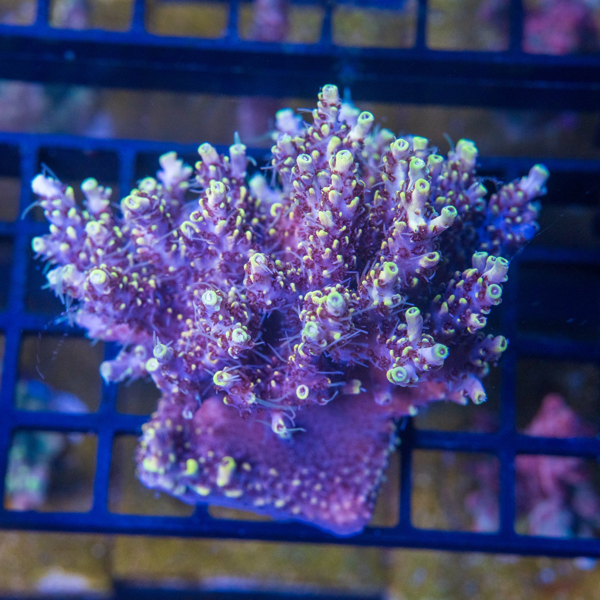 Corals On Sale - Ships Overnight in Canada | Treasure Corals
