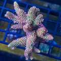 Moonshine