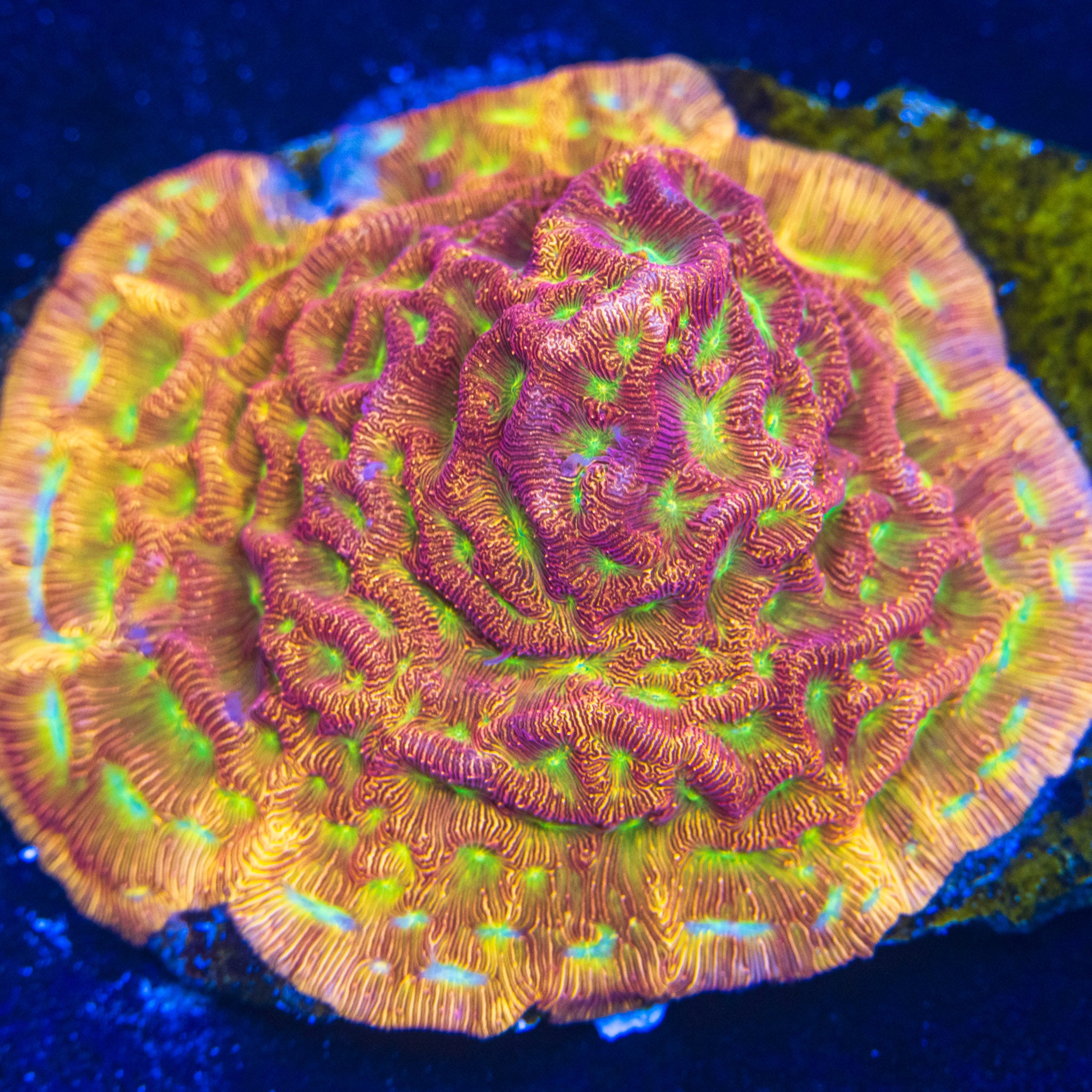 JF Jack O Lantern