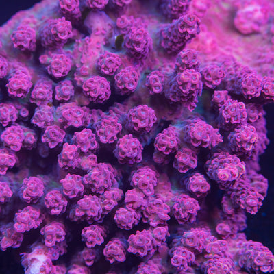 Tabling Acropora