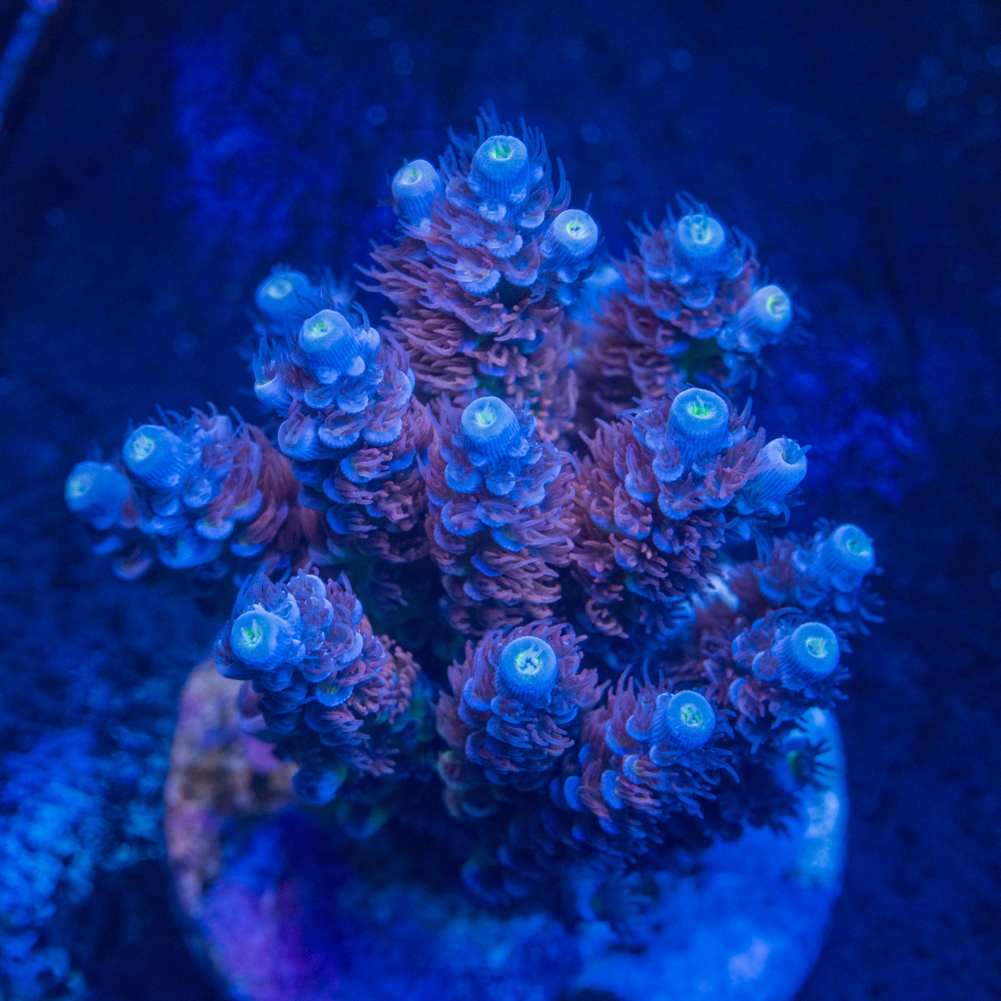 Ultimate Orange Passion – Treasure Corals