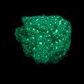 Green Lepto