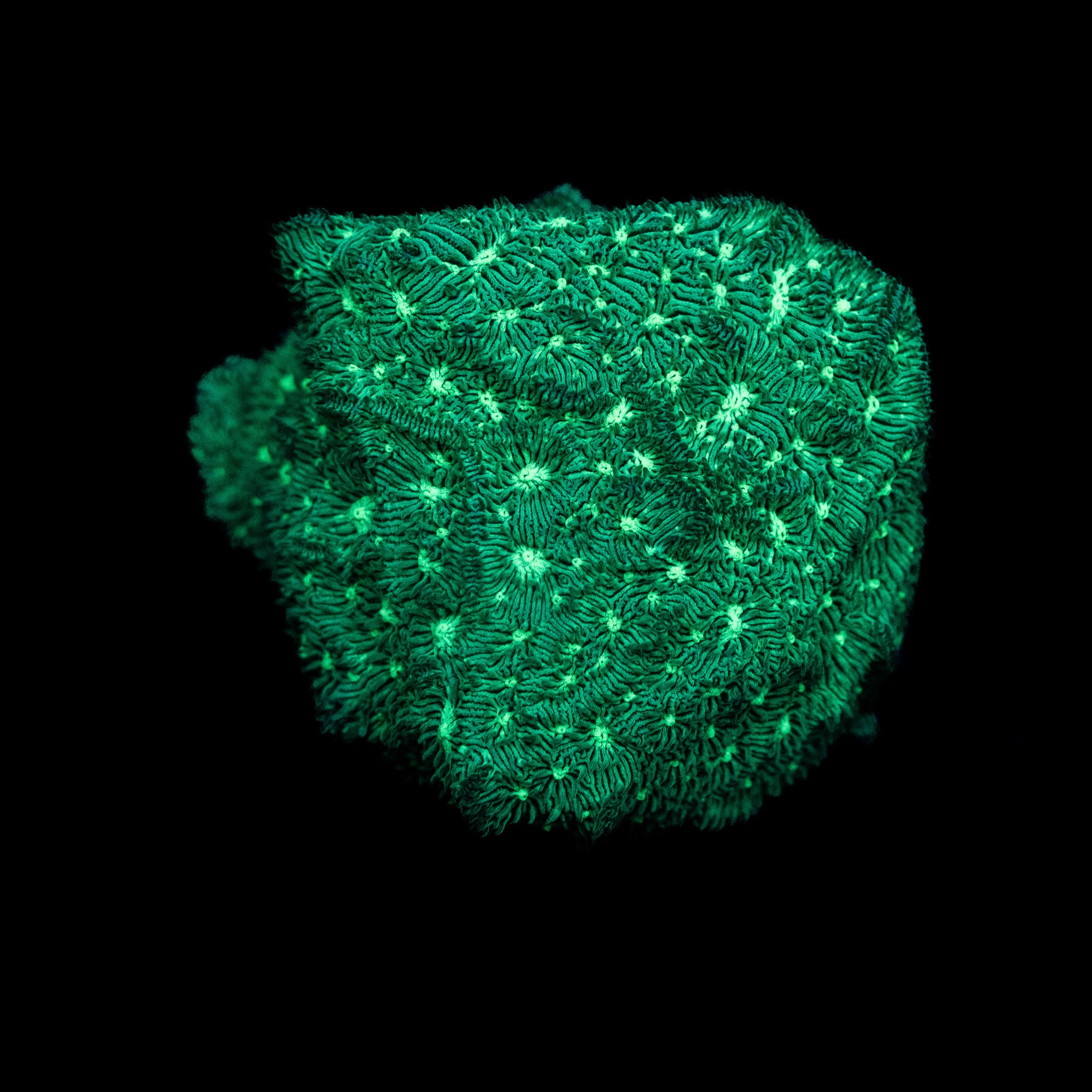 Green Lepto