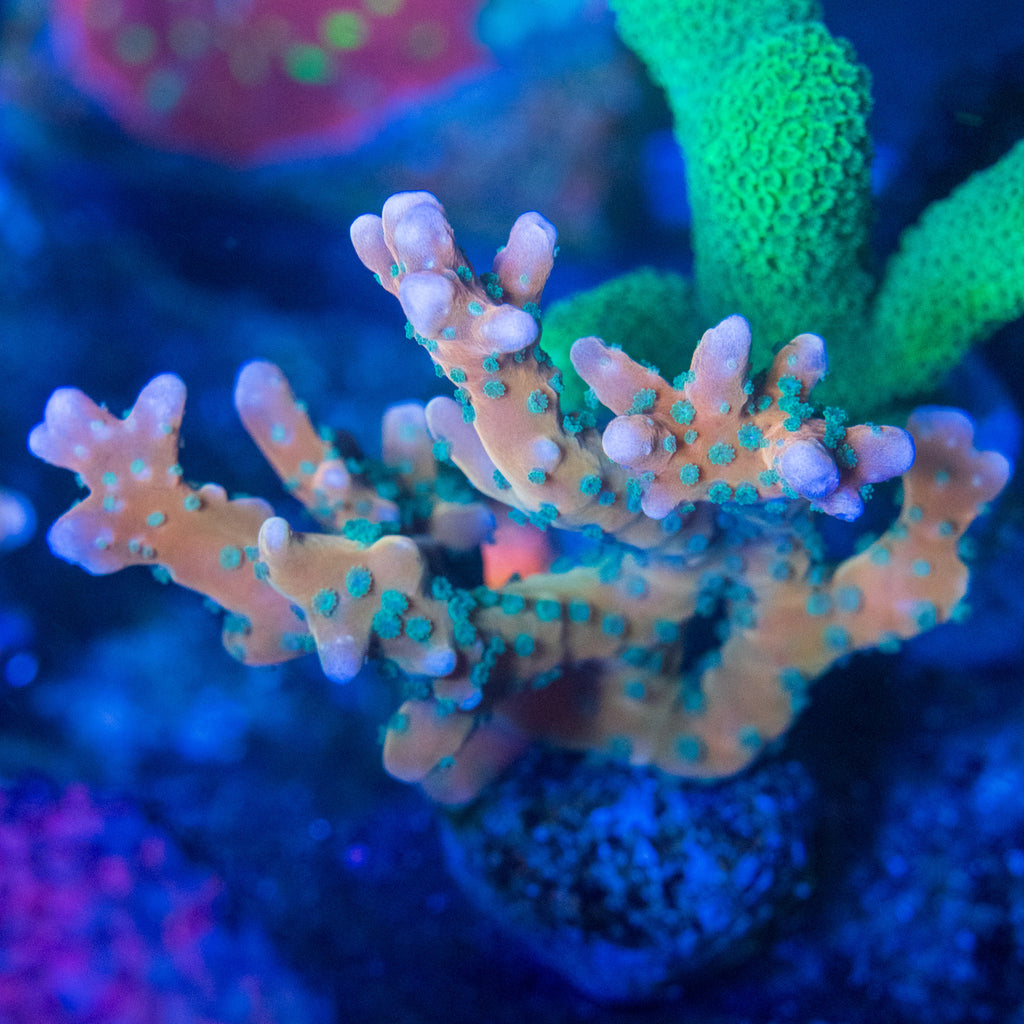 Tropicana Anacropora