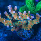 Tropicana Anacropora