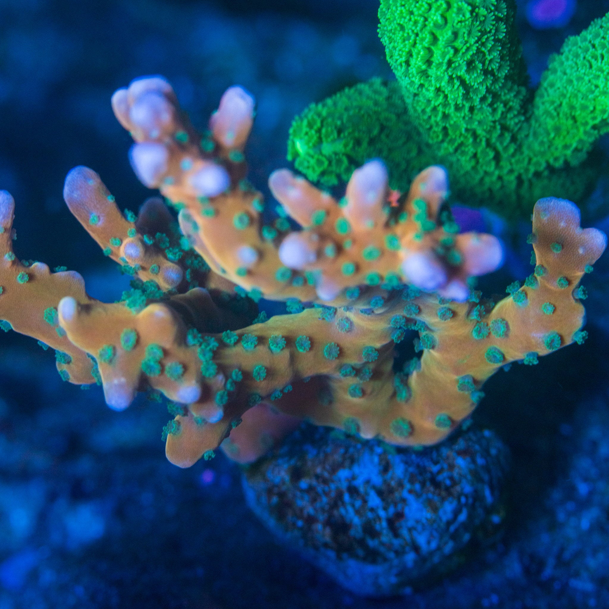 Tropicana Anacropora