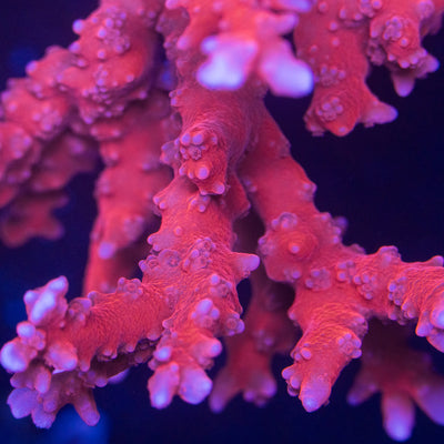 TNT Anacropora