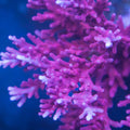 Red Dragon Acro