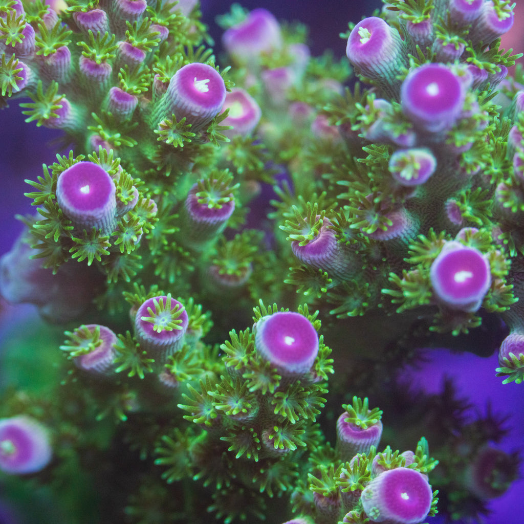 TC Toxic Grape