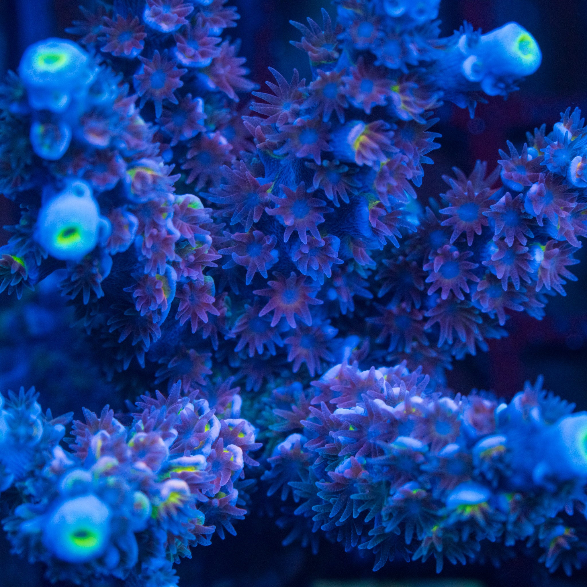 ラッセン ミスティックプレイス RRC Mystique – Treasure Corals