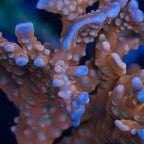 Tropicana Anacropora