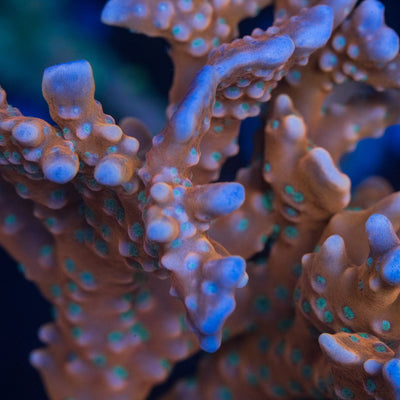 Tropicana Anacropora