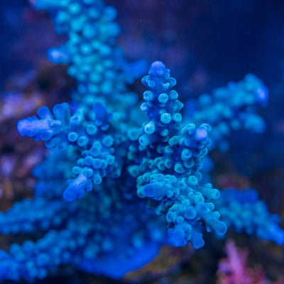 Staghorn & tort Acropora