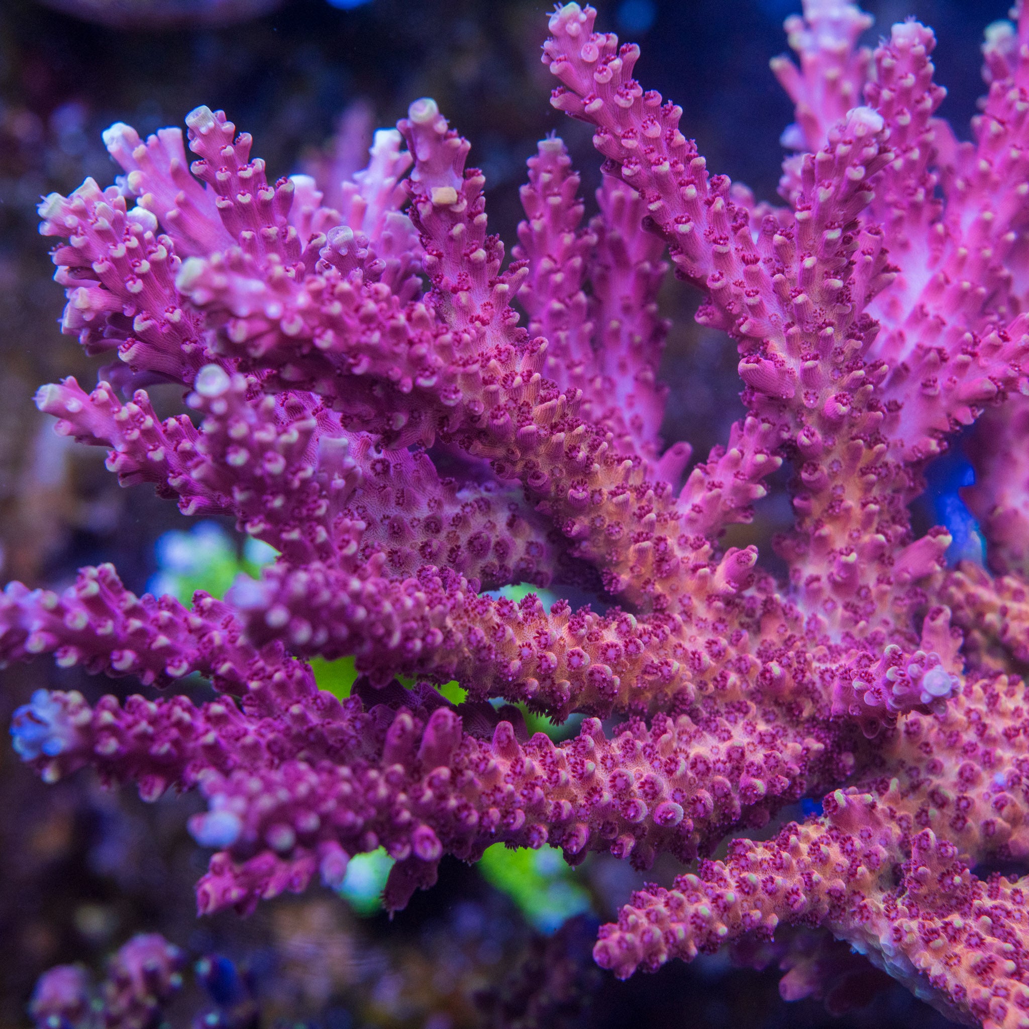 WWC Terra Red