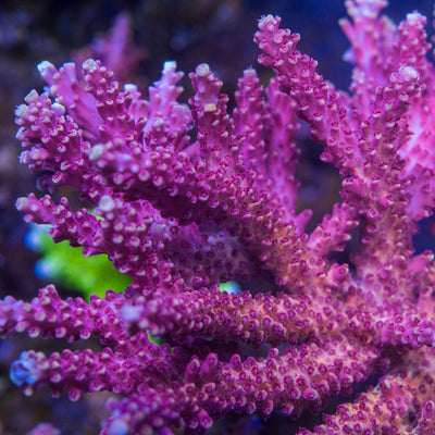 WWC Terra Red