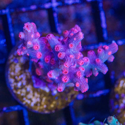 Branching Cyphastrea