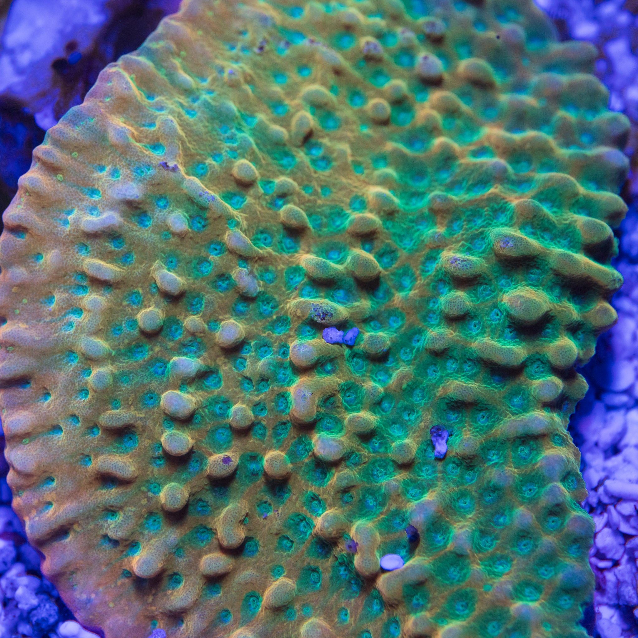 Coralꪔ̤̫ RR Crazy T – Treasure Corals