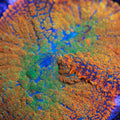 TC Earth View Mushroom