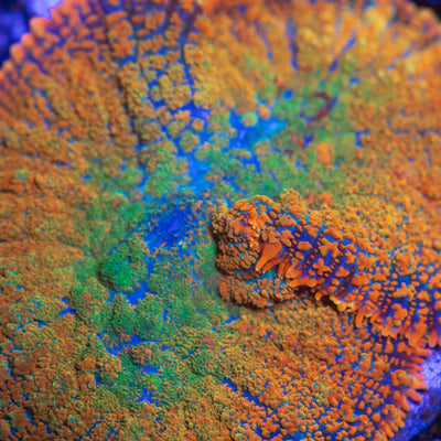 TC Earth View Mushroom