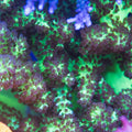 Dr Fuzzy Nepthea