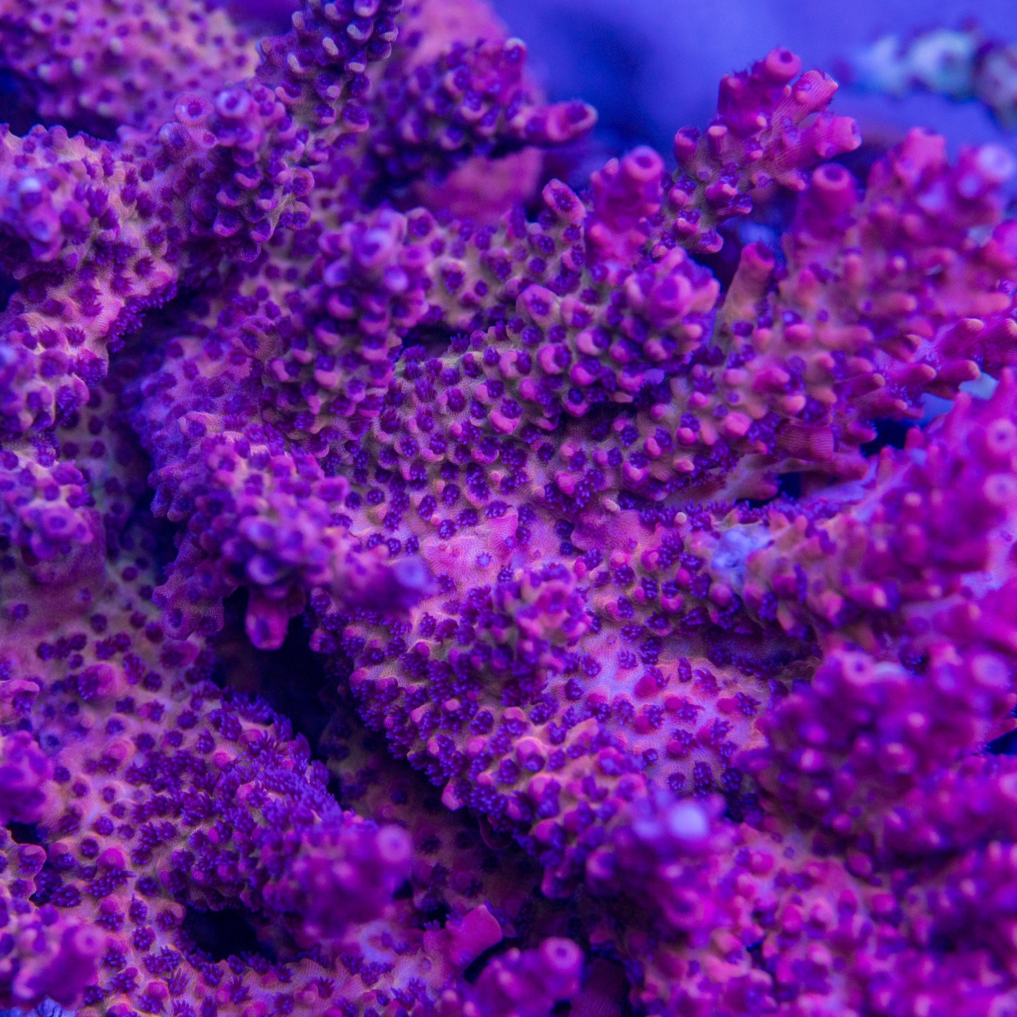 TC Scarlet Fury