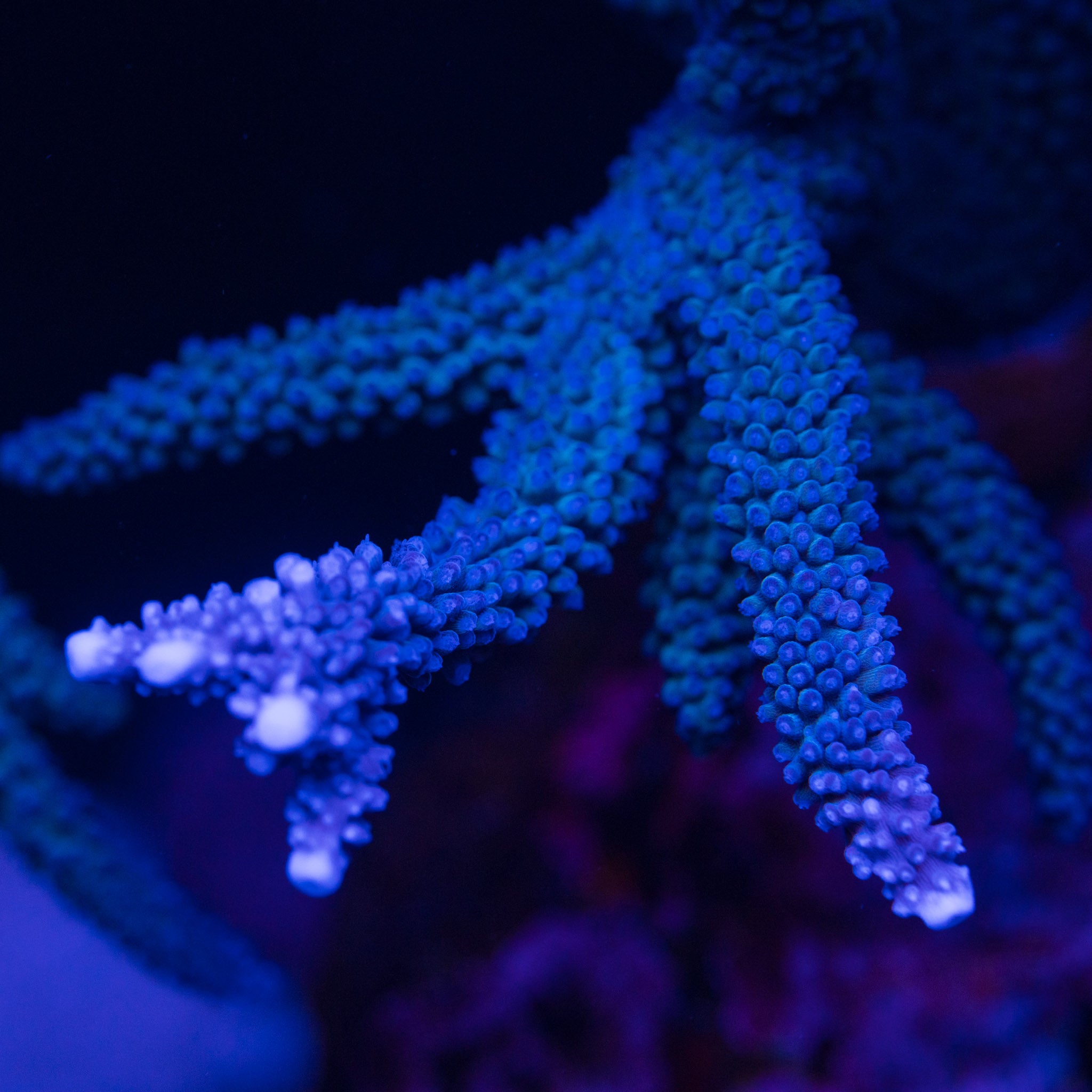 Beginner Corals – Treasure Corals