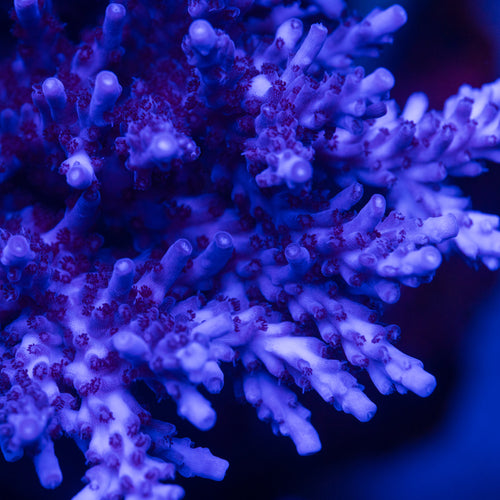 Blueberry Wine Acro