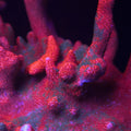 Red Grafted Digitata
