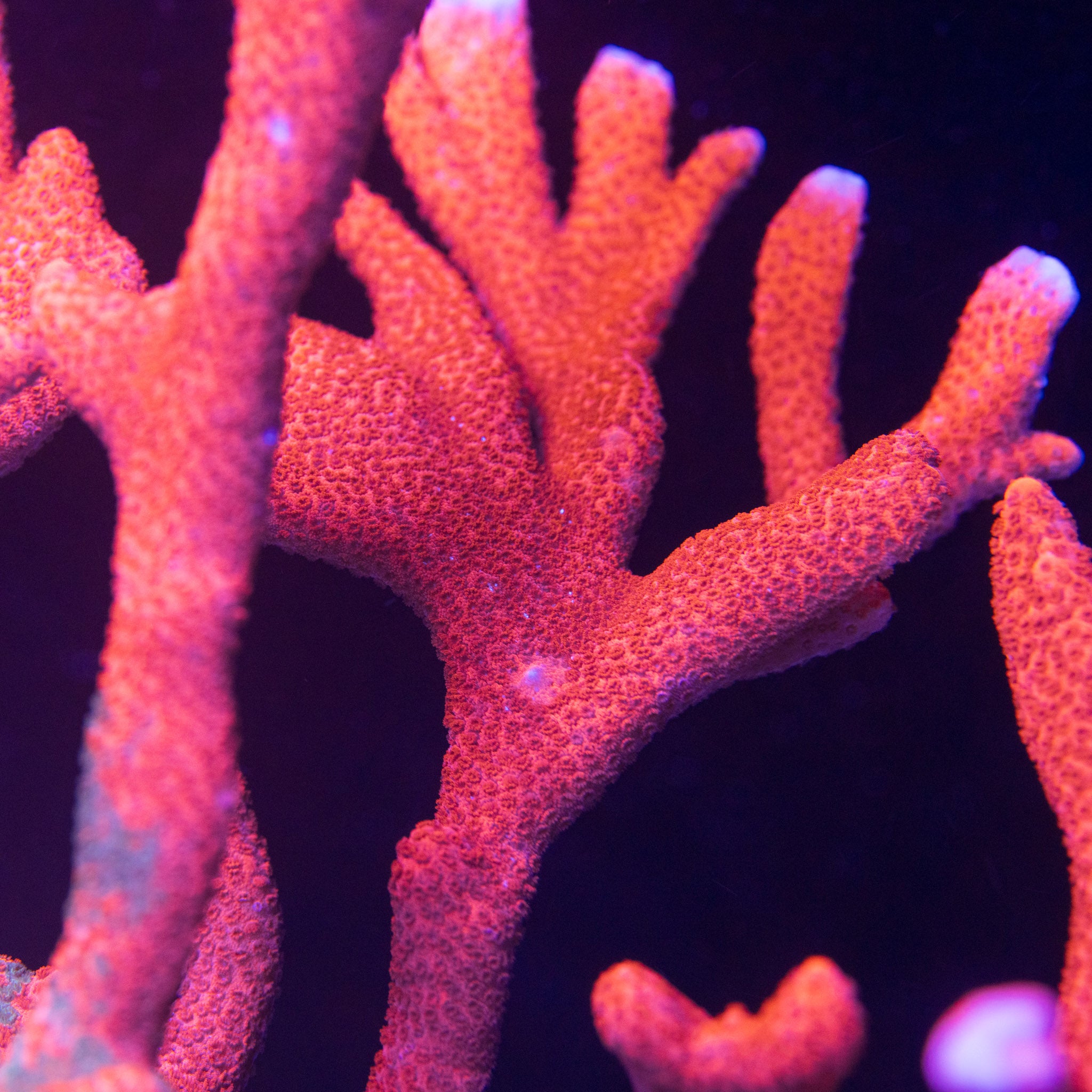 Red Grafted Digitata