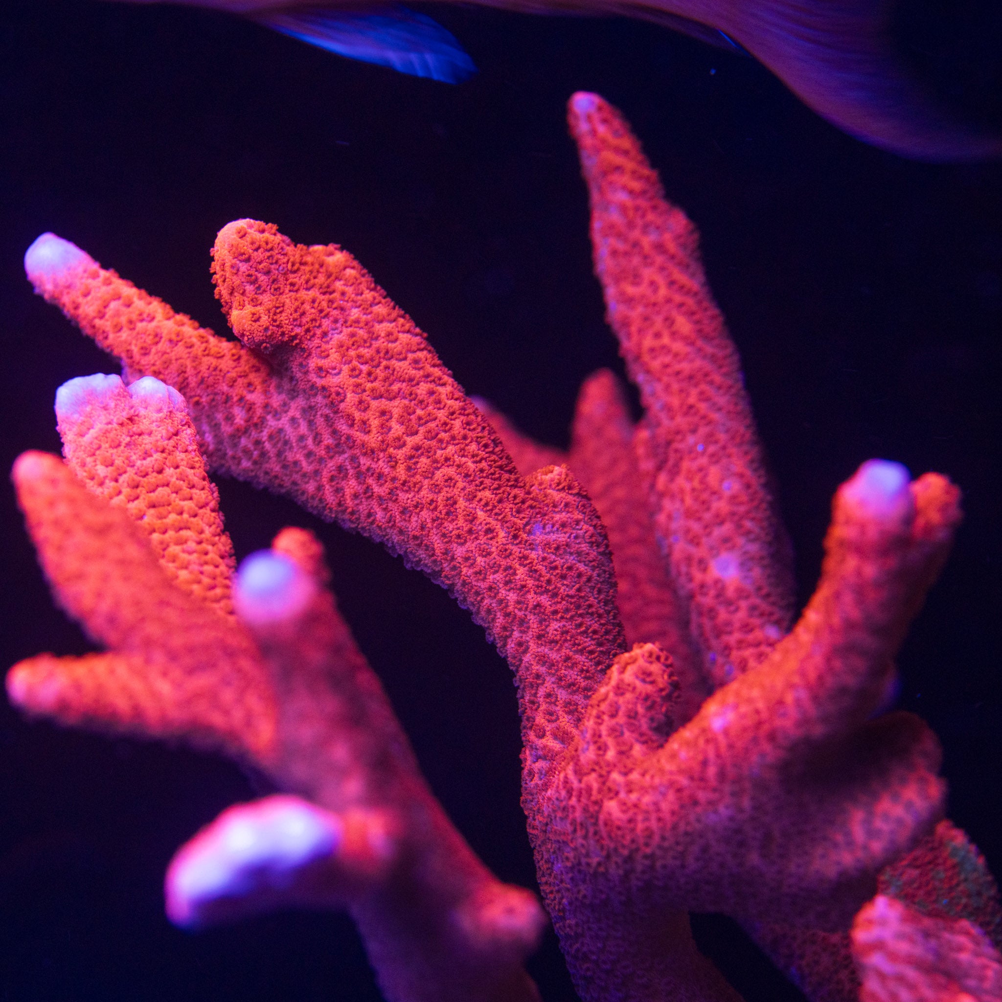Red Grafted Digitata