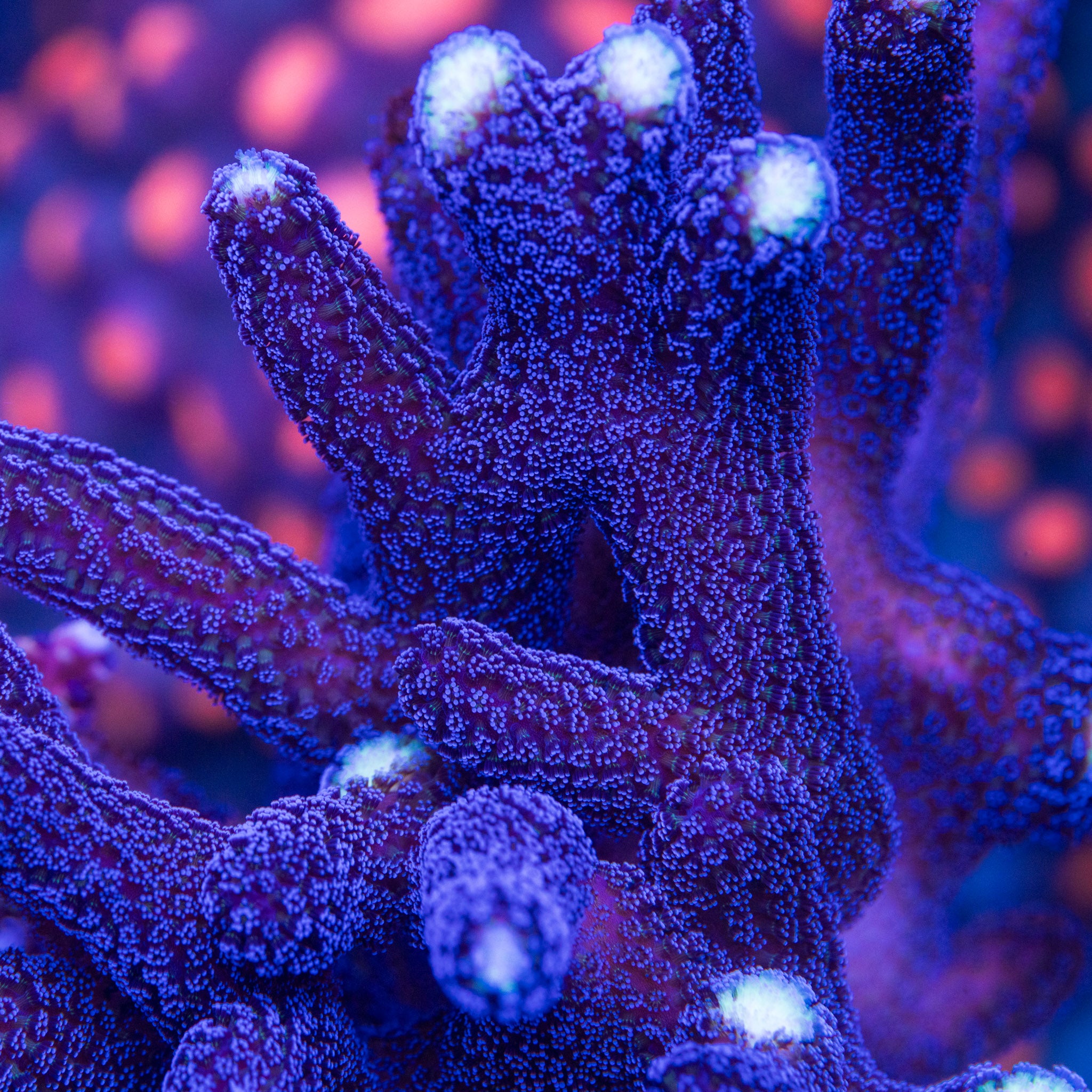 Milka Stylo – Treasure Corals