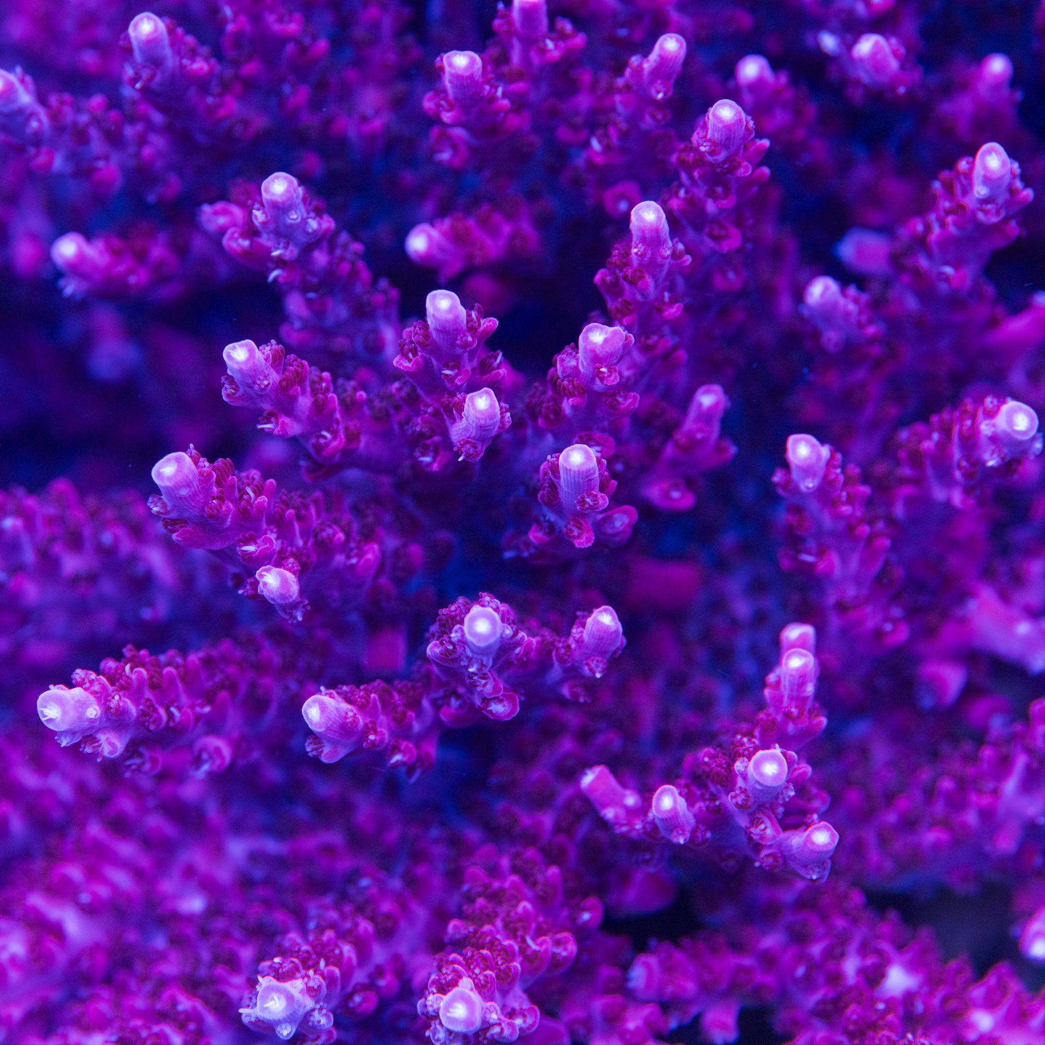 TC Plasma Bloom