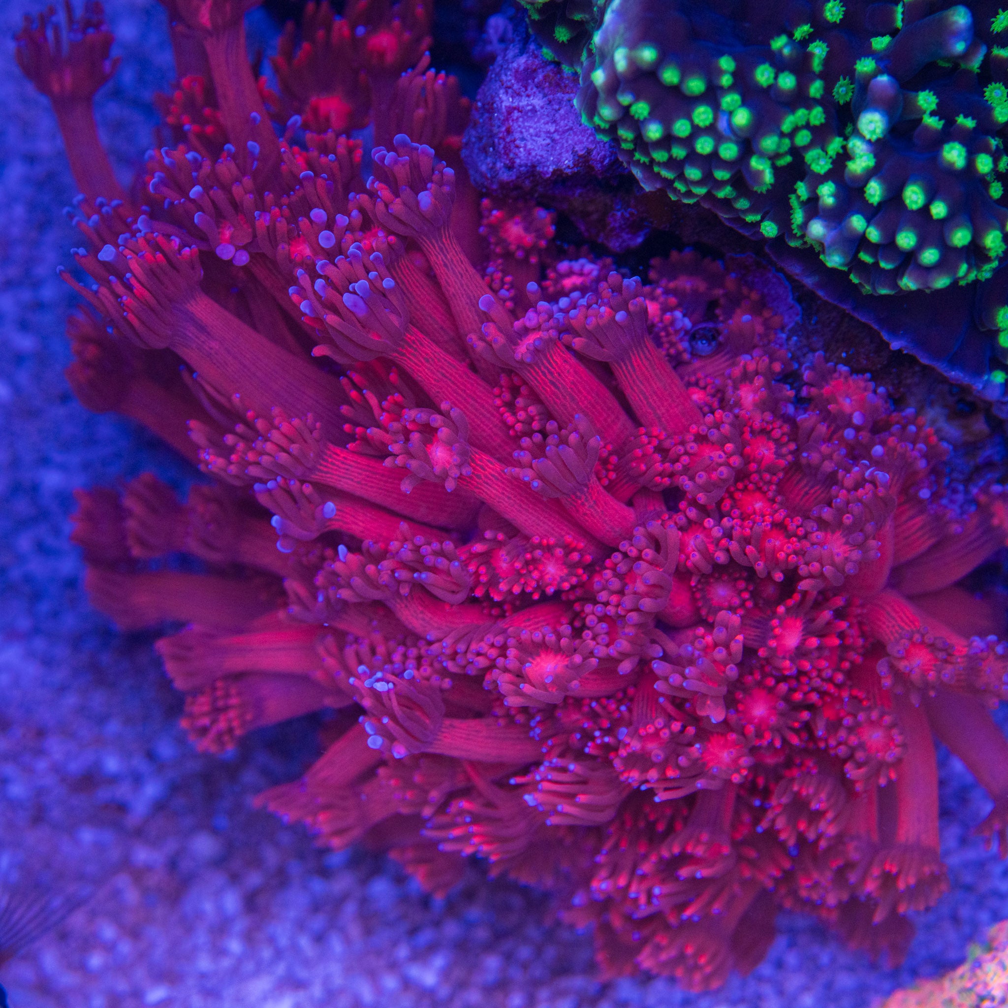Buy Aquacultured Corals Online in Canada | Treasure Corals Toronto