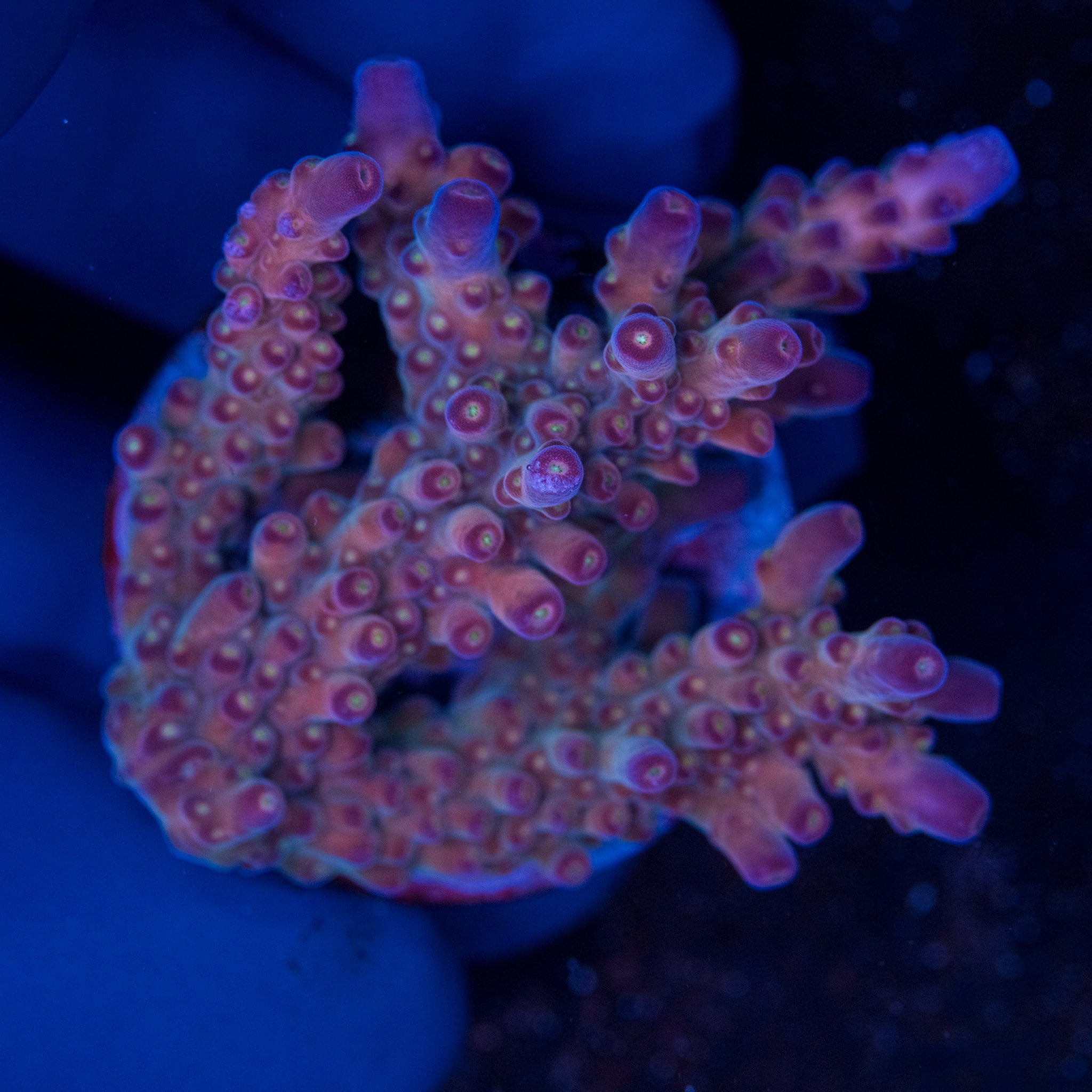 Corals On Sale - Ships Overnight in Canada | Treasure Corals