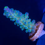 WWC Yellow Tips