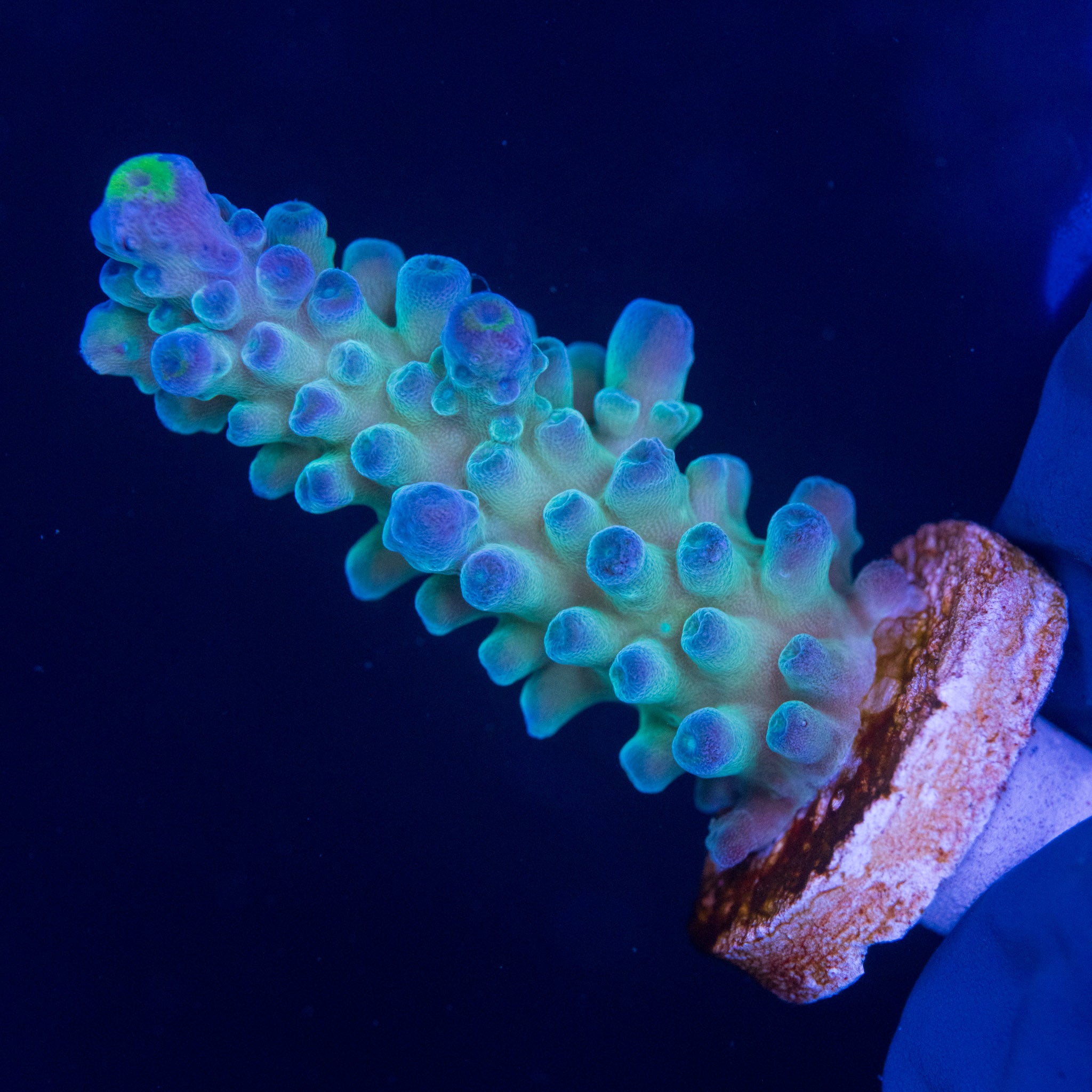 WWC Yellow Tips
